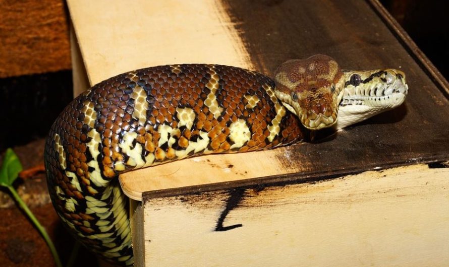 13 Significados de Soñar con una Serpiente de Dos Cabezas