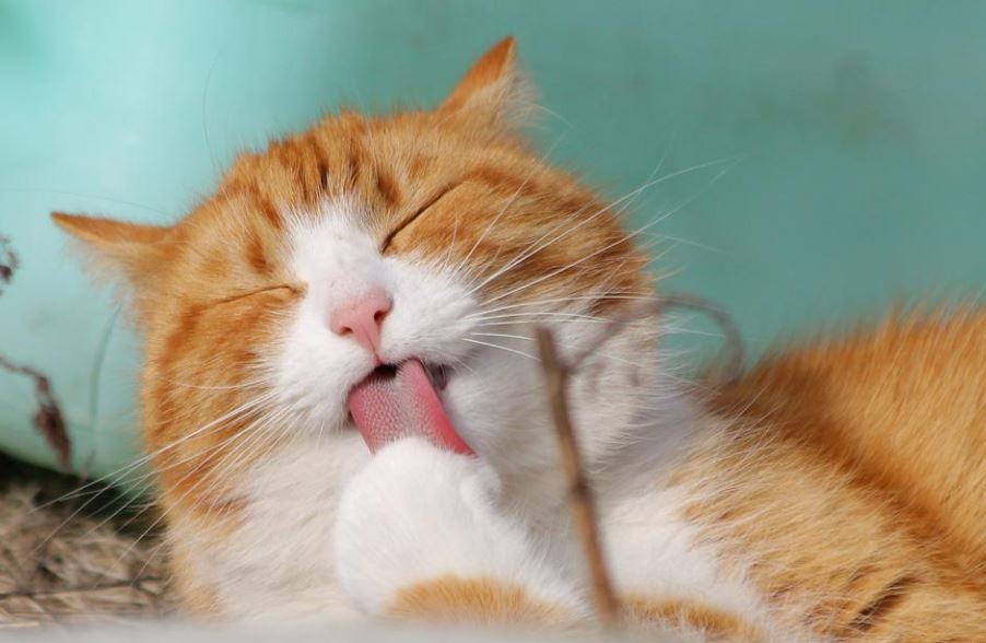 39 Significados de Soñar con Gatos