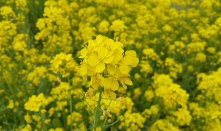 15 Significados de Soñar con Flores Amarillas