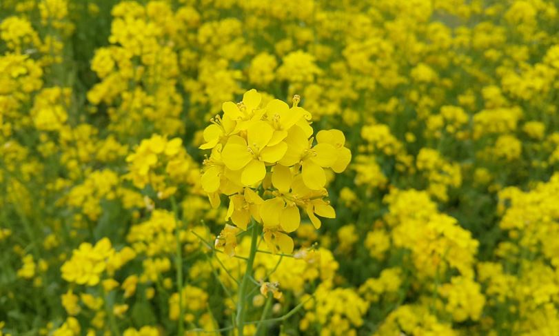 15 Significados de Soñar con Flores Amarillas