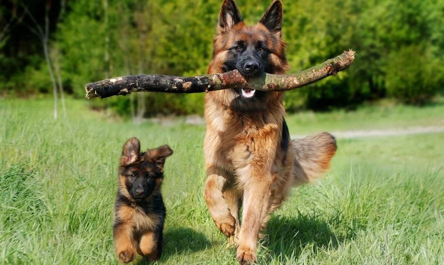 11 Significados de Soñar con una Perra Pariendo Cachorros