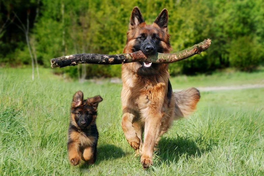 11 Significados de Soñar con una Perra Pariendo Cachorros