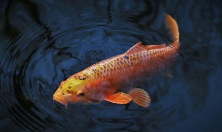 23 Significados de Soñar con Carpas