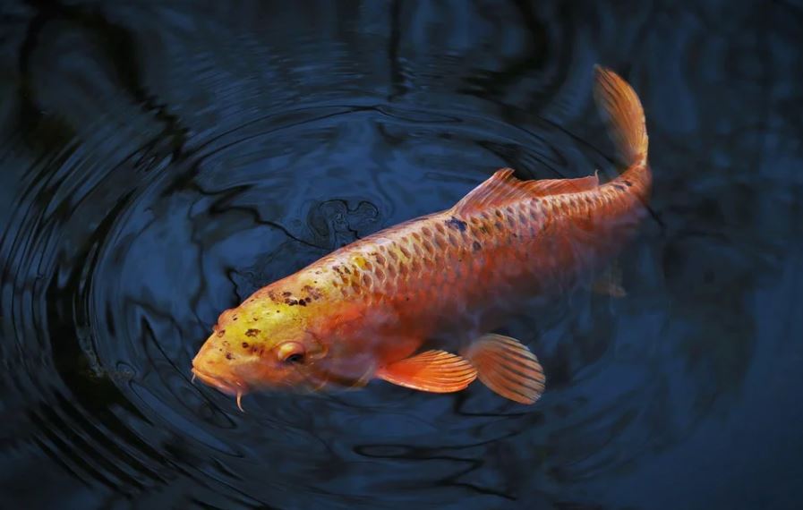 23 Significados de Soñar con Carpas