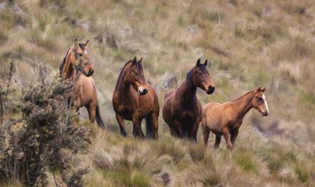 13 Significados de Soñar con Caballos