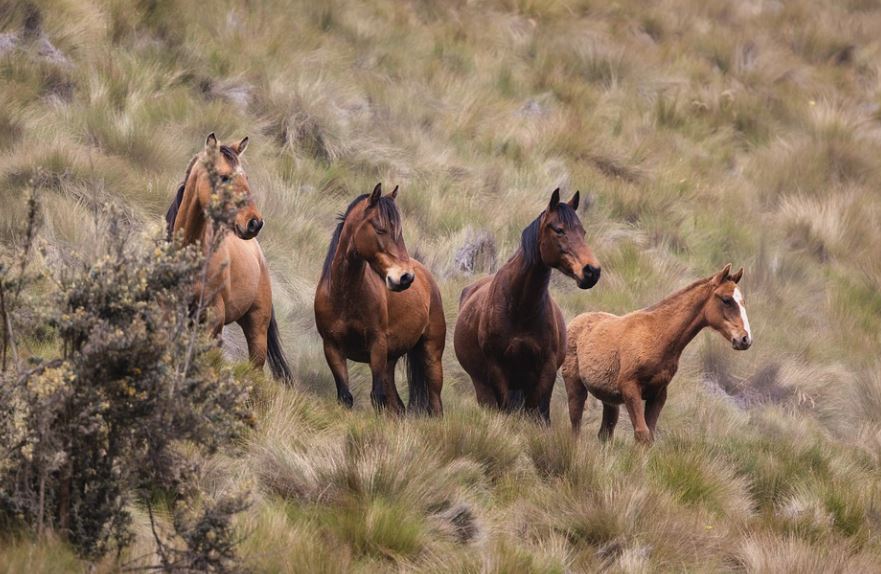 13 Significados de Soñar con Caballos