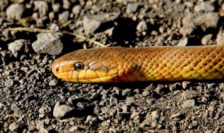 21 Significados de Soñar con una Serpiente Marrón