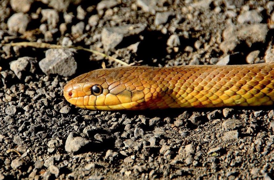 21 Significados de Soñar con una Serpiente Marrón