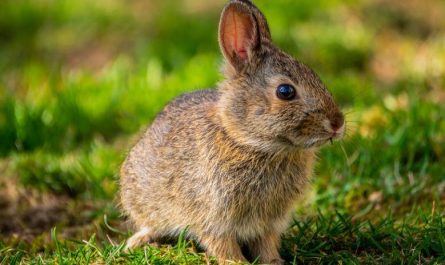 26 Significados de Soñar con Conejos
