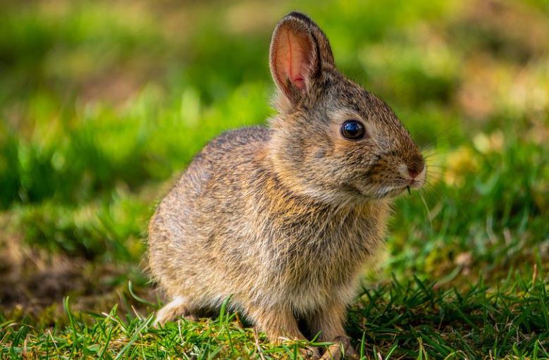26 Significados de Soñar con Conejos