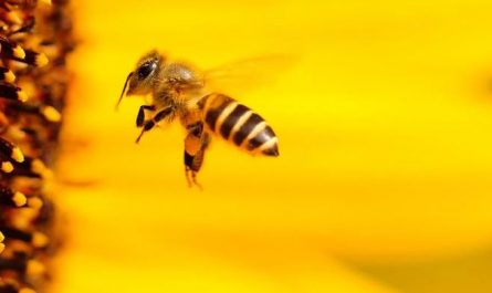 26 Significados de Soñar con Abejas