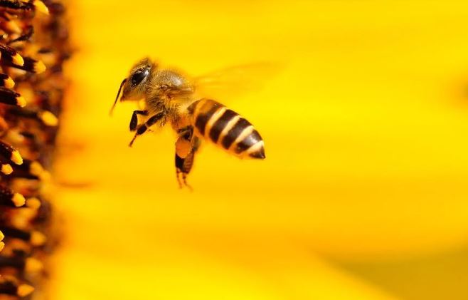 26 Significados de Soñar con Abejas