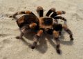 14 Significados de Soñar con una Araña Lobo