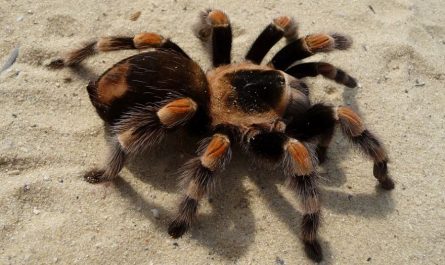 14 Significados de Soñar con una Araña Lobo