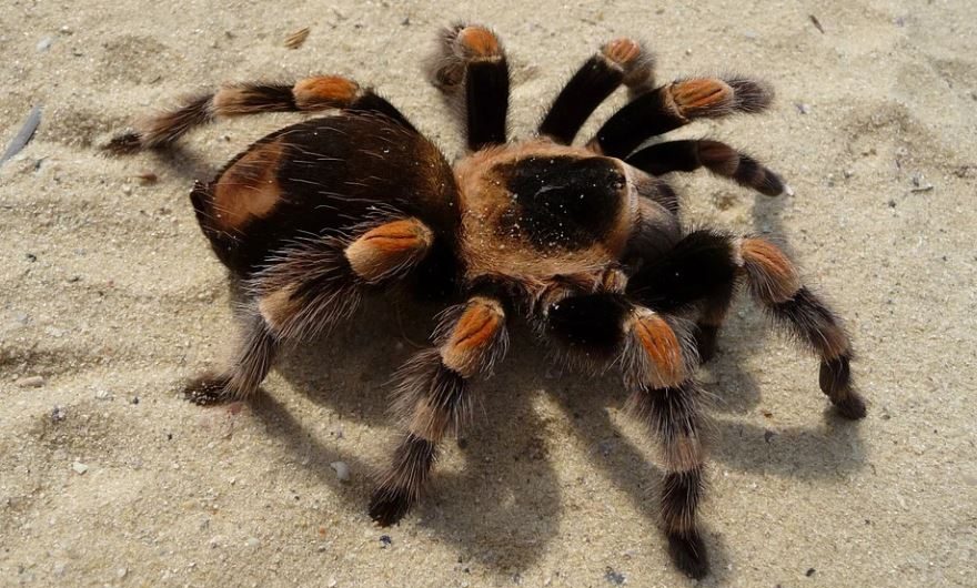 14 Significados de Soñar con una Araña Lobo