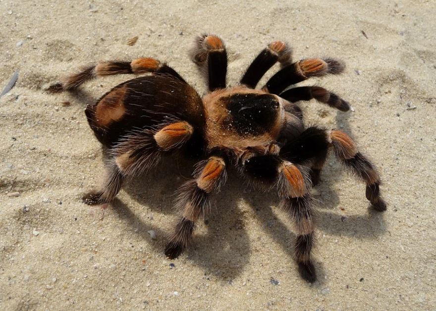 14 Significados de Soñar con una Araña Lobo