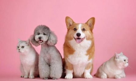 14 Significados de Soñar con Perros y Gatos