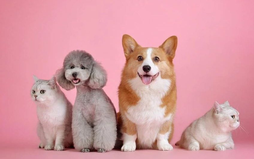 14 Significados de Soñar con Perros y Gatos