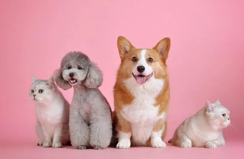 14 Significados de Soñar con Perros y Gatos
