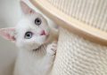 31 Significados de Soñar con un Gato Blanco
