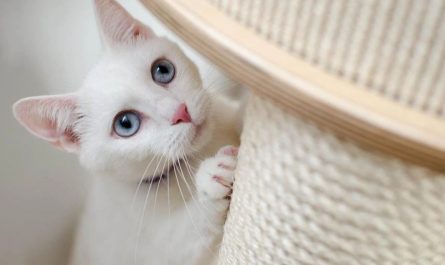 31 Significados de Soñar con un Gato Blanco