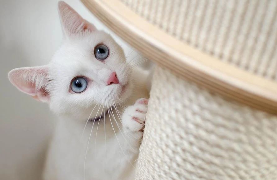 31 Significados de Soñar con un Gato Blanco