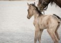 11 Significados de Soñar con un Poni