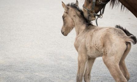 11 Significados de Soñar con un Poni