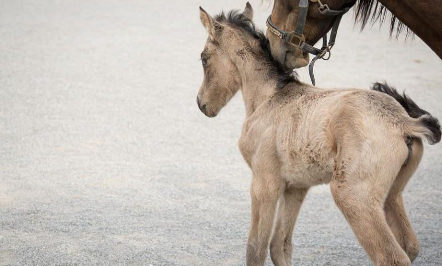 11 Significados de Soñar con un Poni