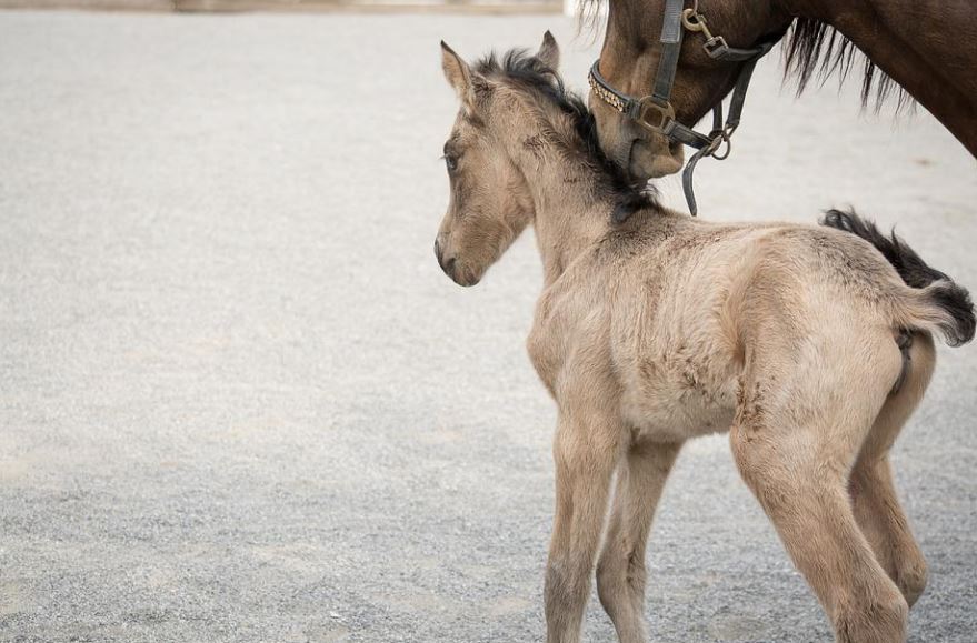 11 Significados de Soñar con un Poni