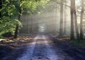 17 Significados de Soñar con un Bosque