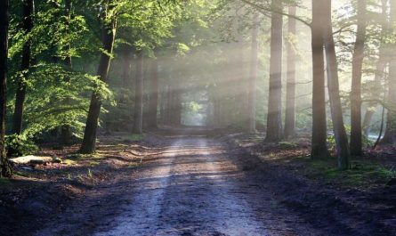 17 Significados de Soñar con un Bosque