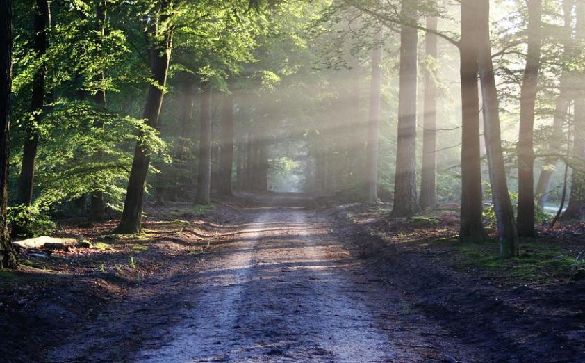 17 Significados de Soñar con un Bosque