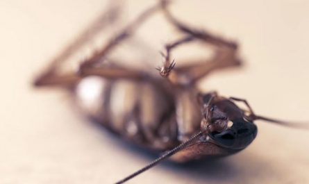 13 Significados de Soñar con Matar Cucarachas