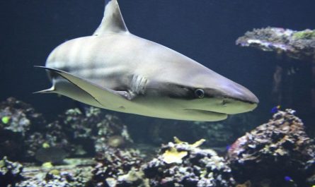 22 Significados de Soñar con Tiburones