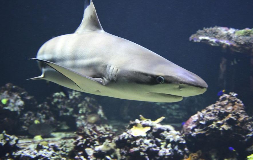 22 Significados de Soñar con Tiburones