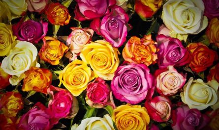 30 Significados de Soñar con Rosas