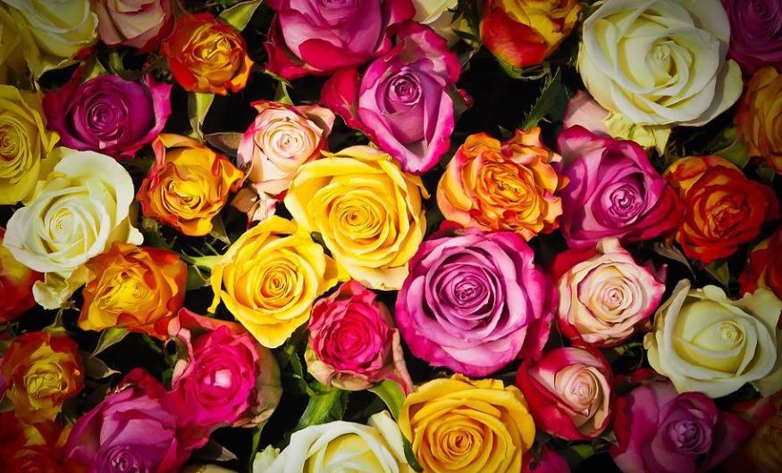 30 Significados de Soñar con Rosas