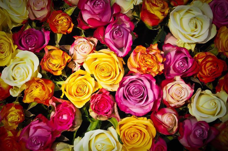 30 Significados de Soñar con Rosas