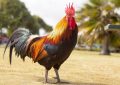 27 Significados de Soñar con Pollos