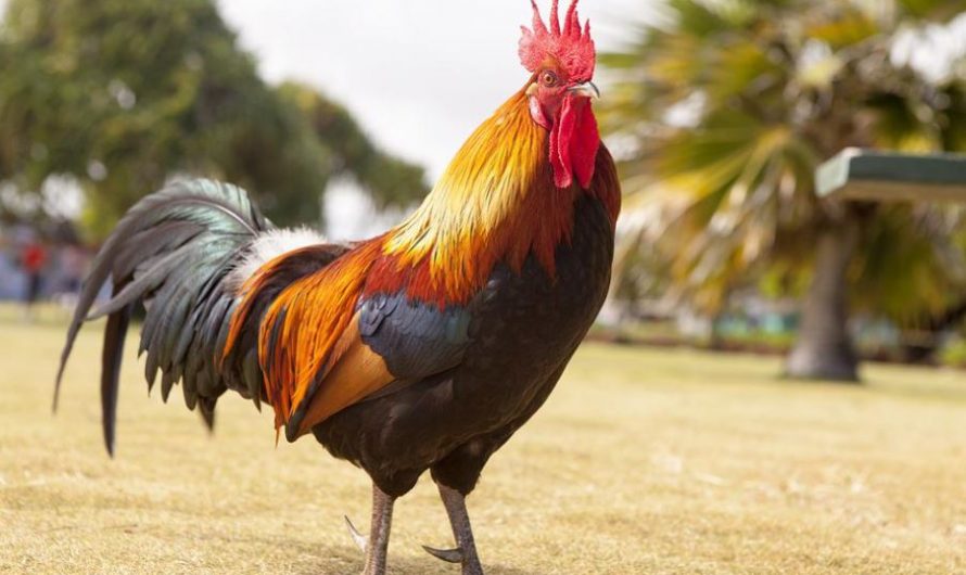 27 Significados de Soñar con Pollos