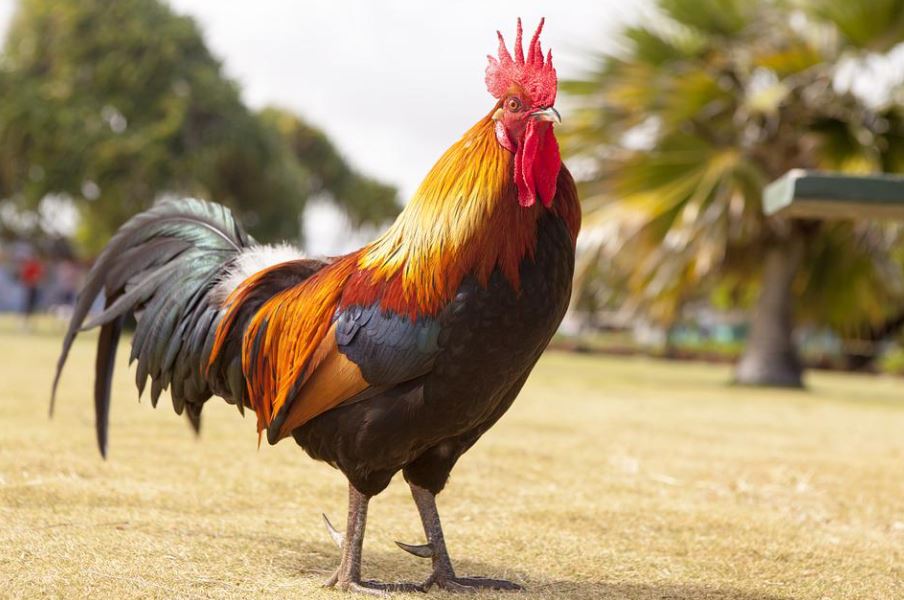 27 Significados de Soñar con Pollos