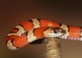 27 Significados de Soñar con una Serpiente Naranja