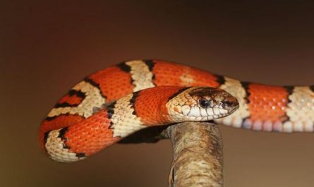 27 Significados de Soñar con una Serpiente Naranja