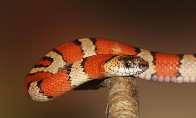 27 Significados de Soñar con una Serpiente Naranja