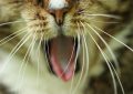 20 Significados de Soñar con un Gato Mordiendo