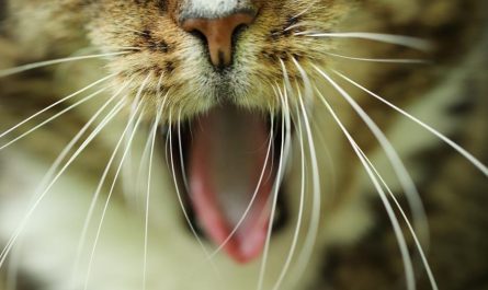 20 Significados de Soñar con un Gato Mordiendo