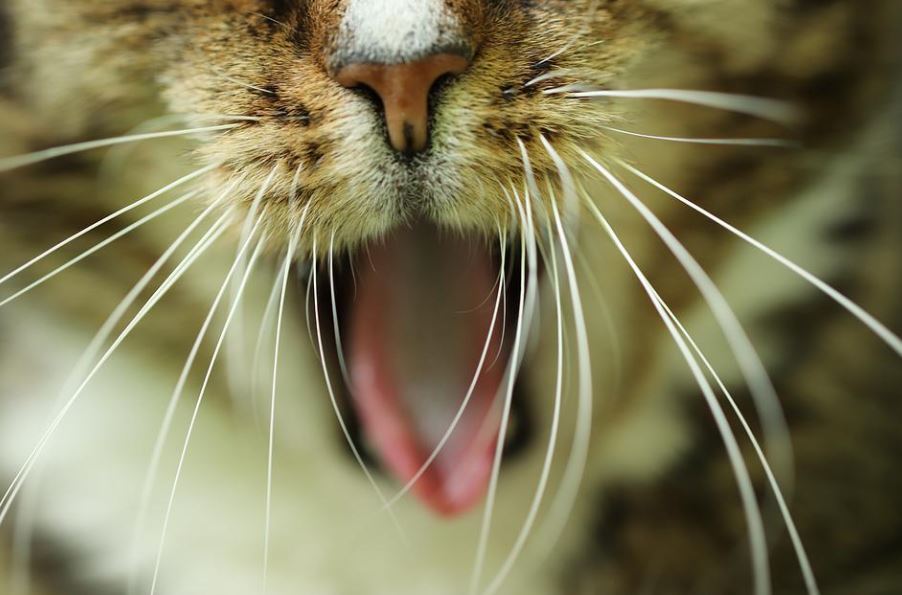 20 Significados de Soñar con un Gato Mordiendo