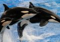 20 Significados de Soñar con Orcas