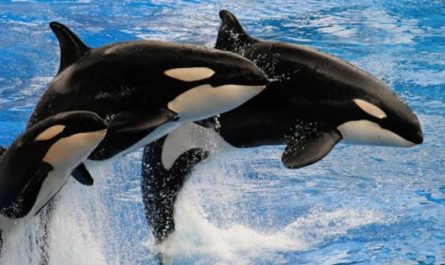 20 Significados de Soñar con Orcas